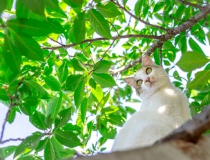 三毛猫