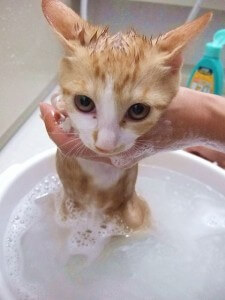 cat_bath
