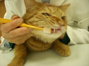 猫の歯磨き
