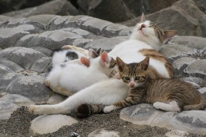 母猫と子猫