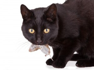 ネズミをくわえる猫