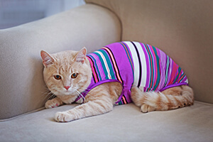 Funny cat in clothes on coach