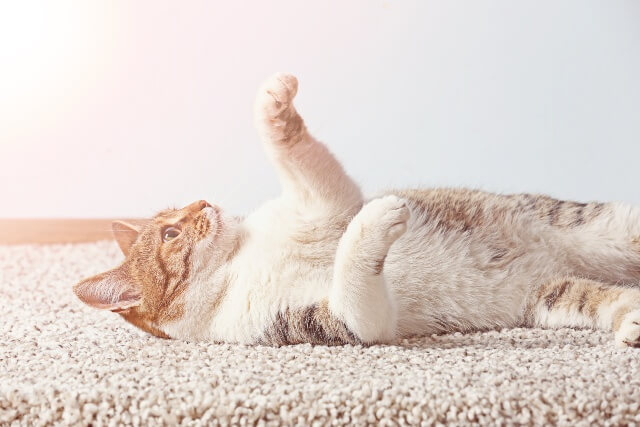 Cute cat lying on carpet at home