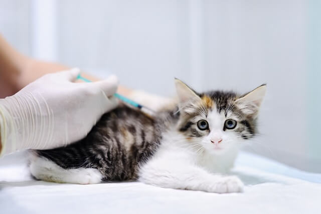 Veterinary doctor giving injection for kitten